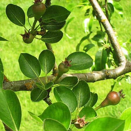 Baby Pears