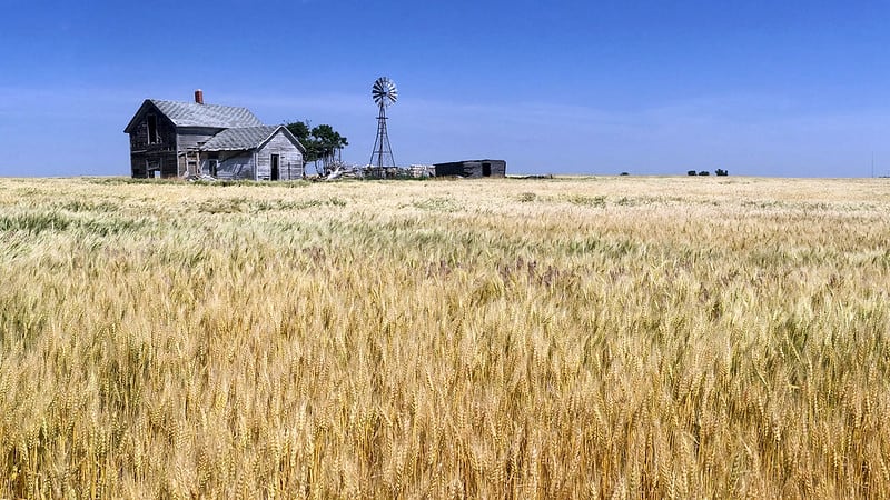 The wheat fields of Kansas