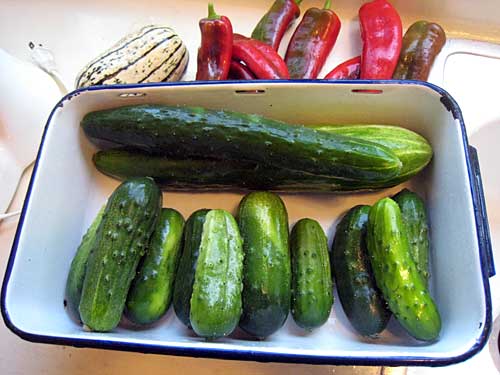 Kris' cucumbers
