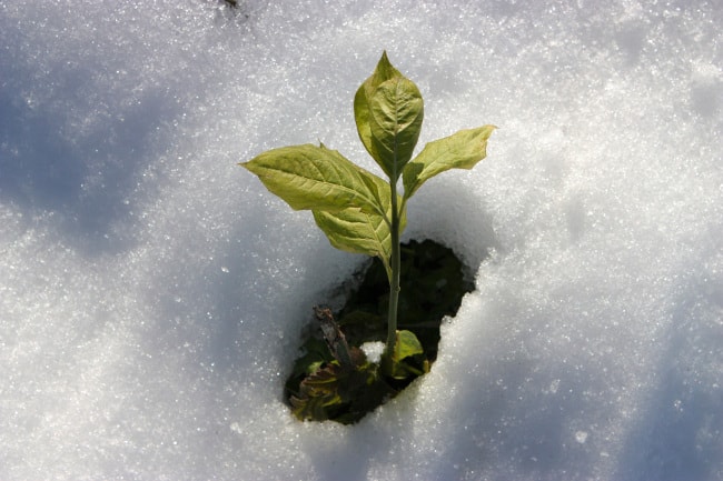 New plant emerging from the snow