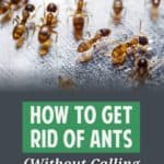 Don't let ants ruin your day! Get rid of ants with this one easy, effective product that costs less than $5 and forget the exterminator.