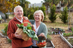 Older couple gathers vegetables in garden