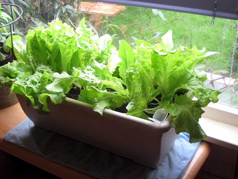 Our lettuce, growing inside