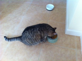 Mikey eating cat food