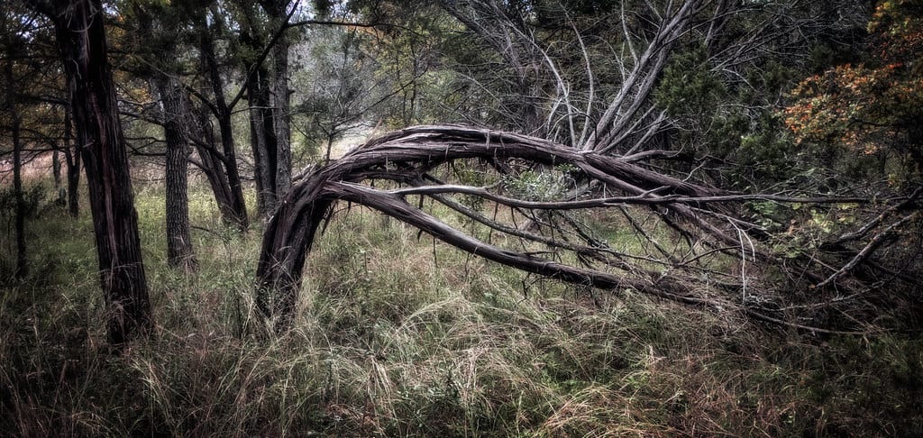 [Resilient tree]